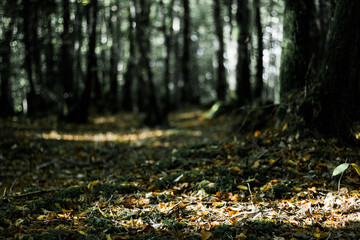 Une forêt d'arbres, de chêne et frêne lors d'une journée ensoleillée. C'est l'automne et des...