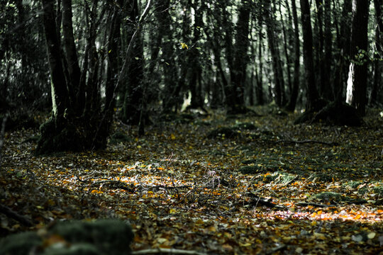 Une forêt d'arbres, de chêne et frêne lors d'une journée ensoleillée. C'est l'automne et des feuilles mortes au sol.