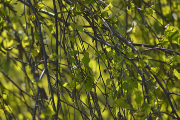 branches and leaves of a tree in spring with blue sky