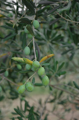 Olives among the leaves in Croatian garden.