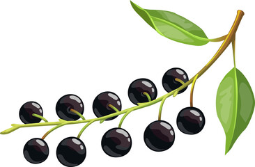 Black bird cherry berries fruits bunch with laves