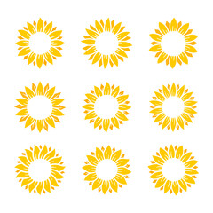 Yellow sunflowers bloom in spring. for decorating welcome sign