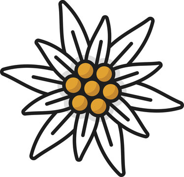 Edelweiss flower isolated mountain wildflower icon