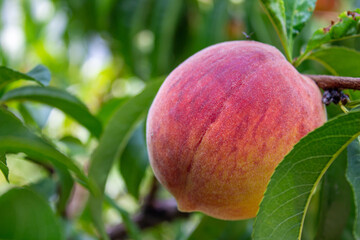 A ripe peach on tree.