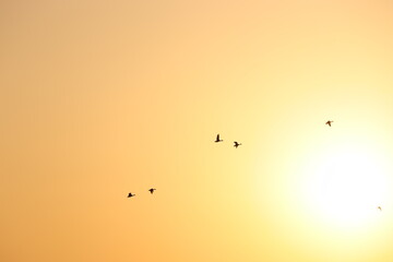 sun set of bird