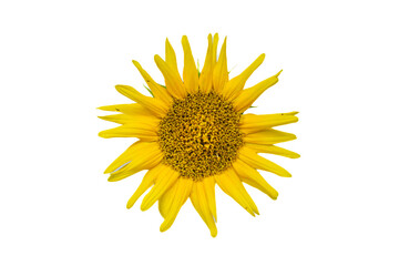 Top view sunflower isolated on white background.