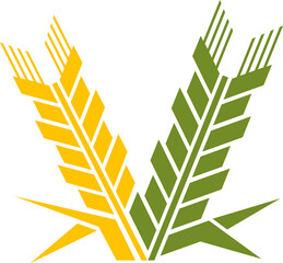 Stalk of millet proso broomcorn, wheat barley icon
