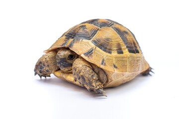 Tortoise or turtle isolated on white background.