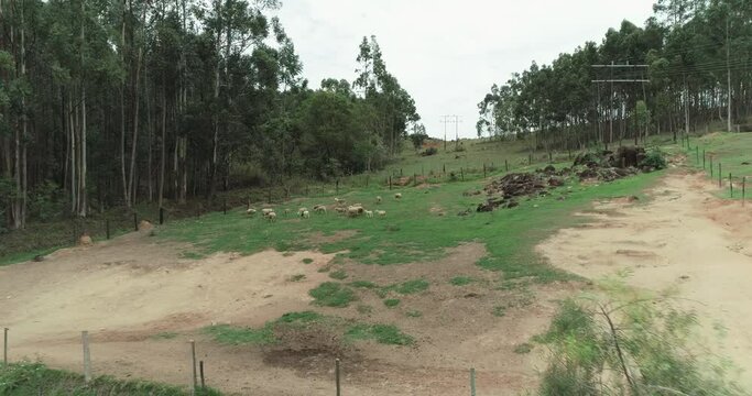 Grupo de ovelhas correndo no campo