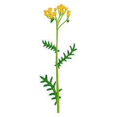 Fototapeta na wymiar flower of tansy, Tanacetum vulgare, vector drawing wild plant isolated at white background , hand drawn botanical illustration