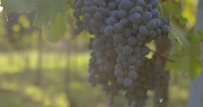 Dolly out of blue grapes hanging in the vineyard in the sunshine