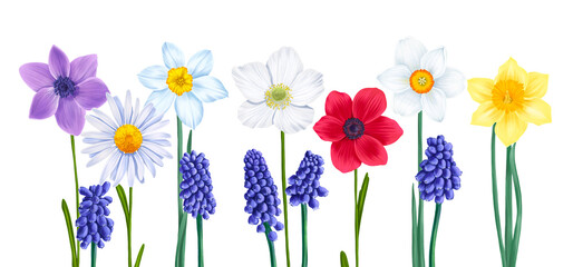 drawing bouquet of spring flowers, narcissus, anemones and blue muscari isolated at white background , hand drawn botanical illustration