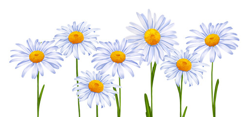 drawing flowers of daisy, marguerites border at white background , hand drawn botanical illustration