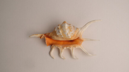 Seashell. Mollusk shell with processes.