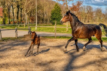 One week old dark brown foal gallops and jumps with her mother outside in the sun. mare with red halter. Warmblood, KWPN dressage horse. animal themes, newborn