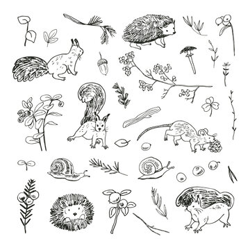 Forest little animals: hedgehog, squirrel, mouse, snail vector illustrations line set.