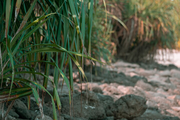 Obraz premium Saint martin island grass and corals