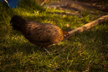 hen on the grass