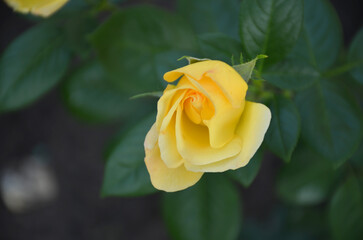 Gently yellow rose with green leaves in the garden.
