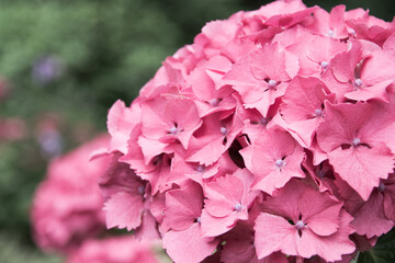 Pink rose bush of hortensia