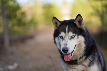 Photo of a husky dog ​​with different colored eyes, copy space.
