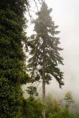Downward view from the top of the mountain, trees and clouds