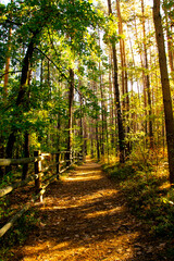 Autumn landscape. A path in the forest. Yellow, red, orange and brown leaves. Fall foliage during autumn season with warm sunlight.