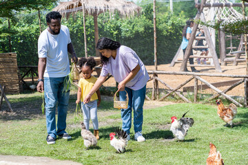 African father and Asian mother and daughter walk to the chicken farm feeding the chickens in the farm. Concept of tourism and camping activities