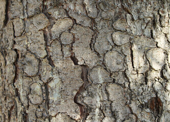 Tree bark horizontal background. Close-up photo of cracked trunk of old tree