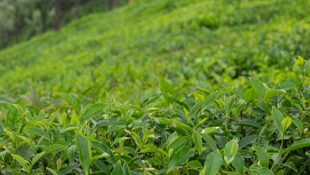 Coonoor Tea Plantation Ooty National Park  View Trip Photo