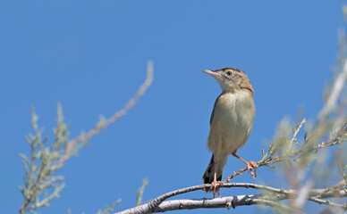 Zitting Cisticola or Streaked Fantail Warbler (Cisticola juncidis), Greece