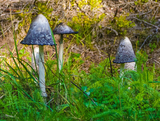 Edible and inedible mushrooms occurring in Poland. © Adam