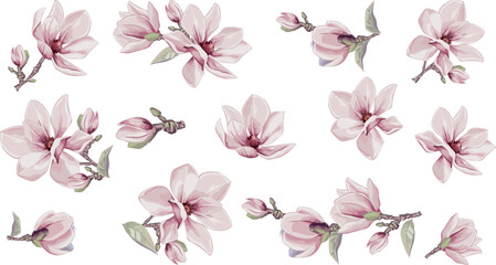 Magnolia flowers vector elements. Isolated watercolor bouquets in summer style.  Design wedding decor - 528740831