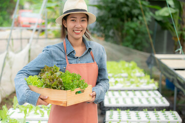 A teenage female gardener is holding a vegetable basket in her organic vegetable garden with care consist of frillice Iceberg, green cos, green oak, red oak and green cos lettuce inside the basket.