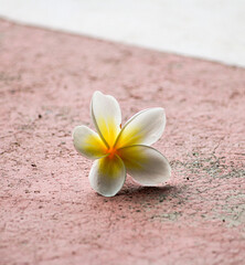 Close up of yellow and white tropical plumeria / frangiapani flower with amethyst crystal geode
