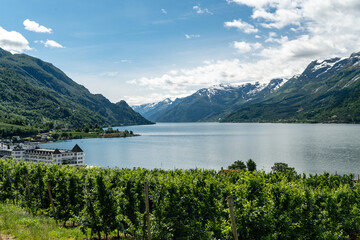 Fototapeta na wymiar Blick über den Sørefjord bei Lofthus, Norwegen