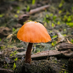 Edible and inedible mushrooms occurring in Poland. © Adam