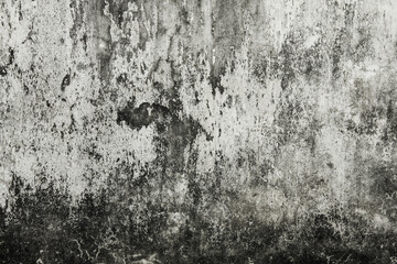 Fototapeta premium Mold buildup on the wall texture