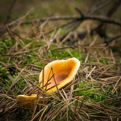 Edible and inedible mushrooms occurring in Poland.