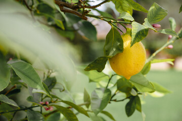 lemon tree with fruits and lemons
