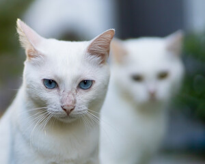 Portrait of a beautiful cat