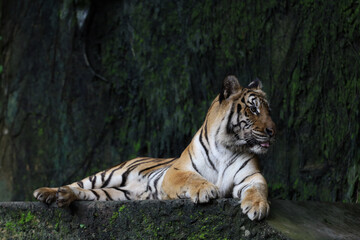 Fototapeta na wymiar Close up Indochinese tiger is beautiful animal and dangerous