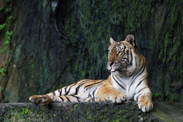 Naklejka na ściany i meble Close up Indochinese tiger is beautiful animal and dangerous