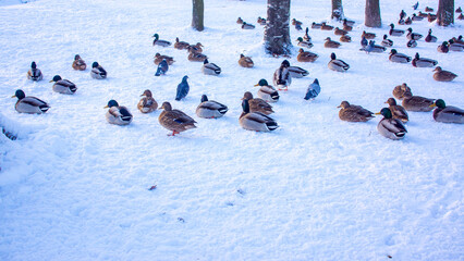 Flock of ducks on ice