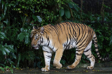 Close up Indochinese tiger is beautiful animal and dangerous