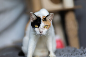 Portrait of a beautiful cat.