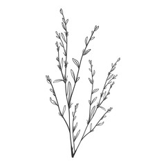 Handdrawn Line Art Floral, Twig, Grass and Leaf