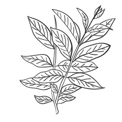 Handdrawn Line Art Floral, Twig, Grass and Leaf