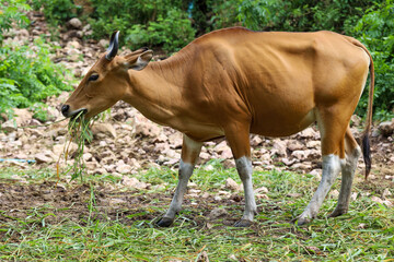 Naklejka na ściany i meble The female red cow in nature garden