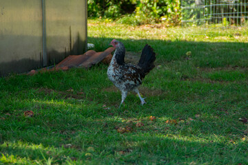 range chicken